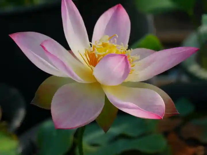 極楽山 浄土寺(北海道)