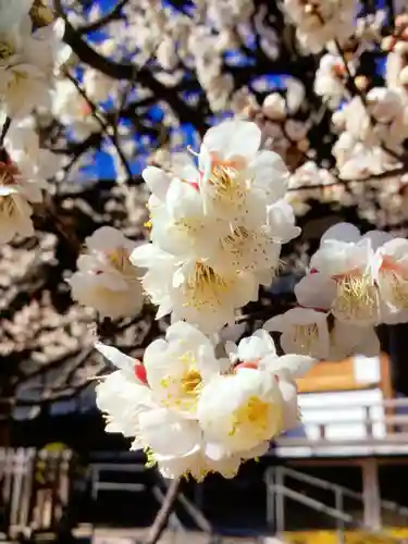 福蔵院(東京都)