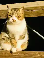 龍ケ崎八坂神社の動物