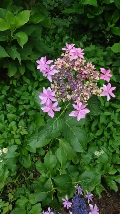藤森神社(京都府)