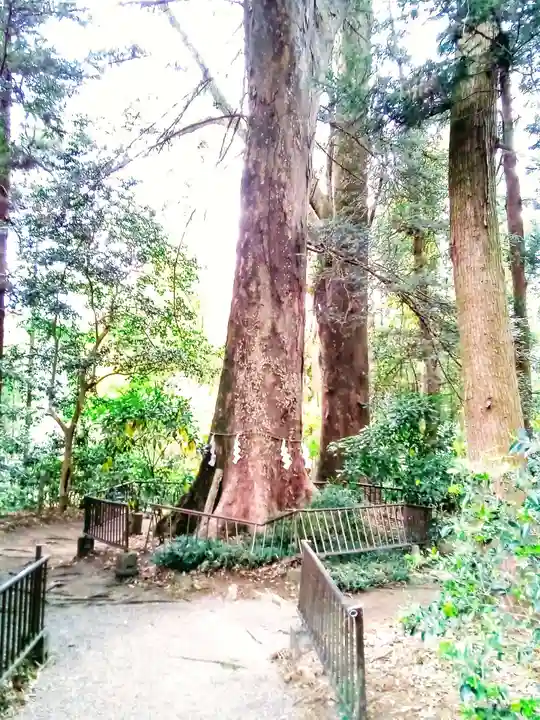 宮原八幡宮の自然