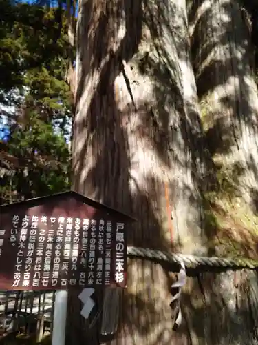 戸隠神社中社の自然