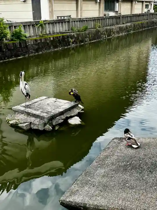 東寺(教王護国寺)の動物