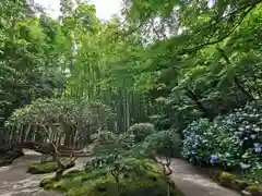 報国寺の庭園