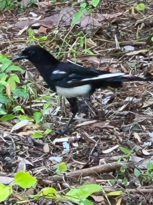 牛嶋天満宮の動物