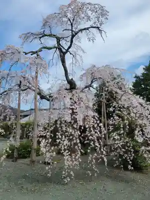 長徳寺(福井県)
