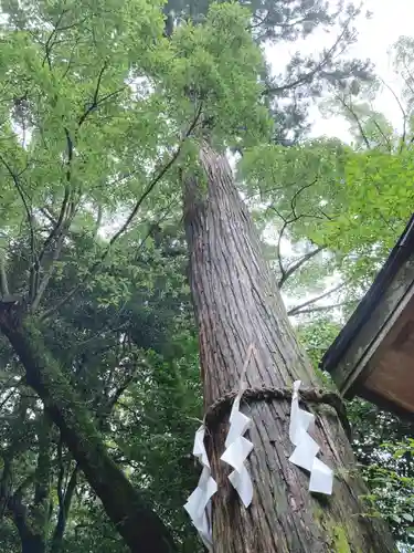 石上神宮の自然