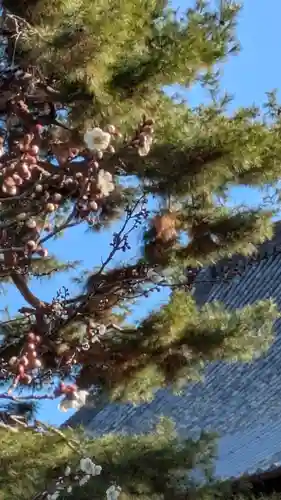 百萬遍知恩寺(京都府)