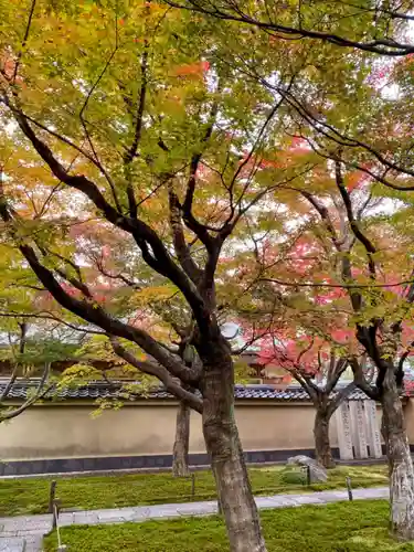 黄梅院の庭園