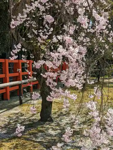 賀茂別雷神社（上賀茂神社）(京都府)