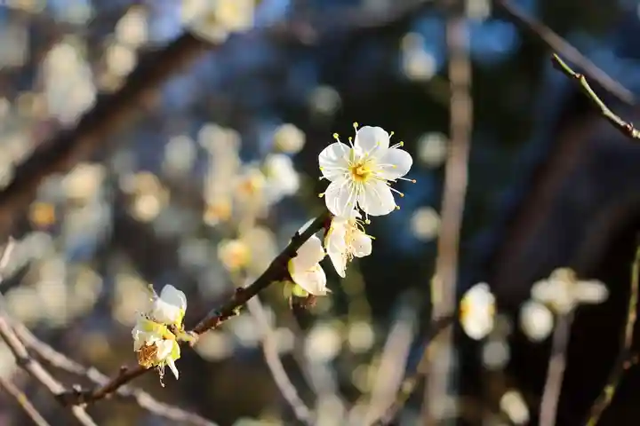 三津厳島神社(愛媛県)