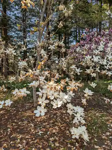 北海道神宮の自然