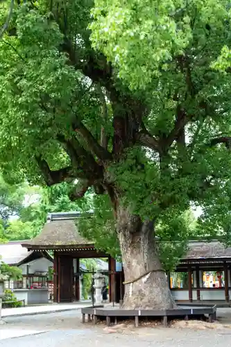 平野神社(京都府)