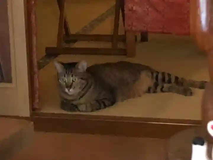 王子神社の動物