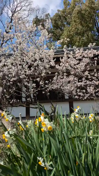 平野神社(京都府)