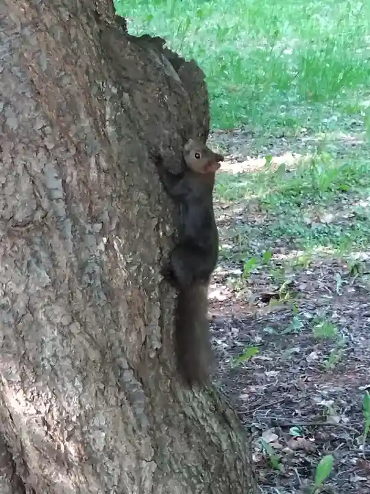 錦山天満宮(北海道)
