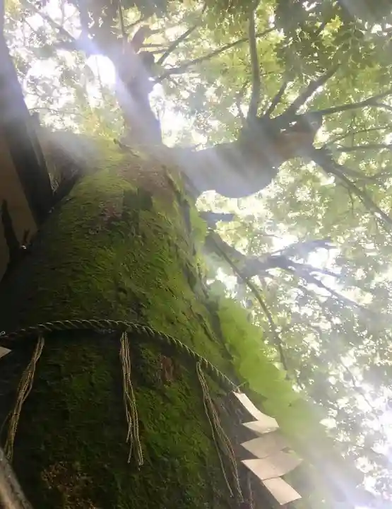 自由が丘熊野神社の自然