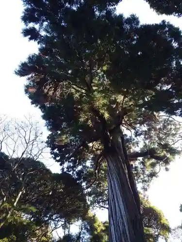 縣神社(千葉県)