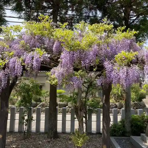 總社 和田八幡宮の自然