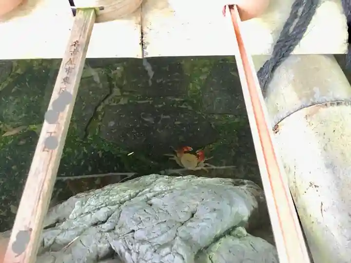 市原稲荷神社の動物