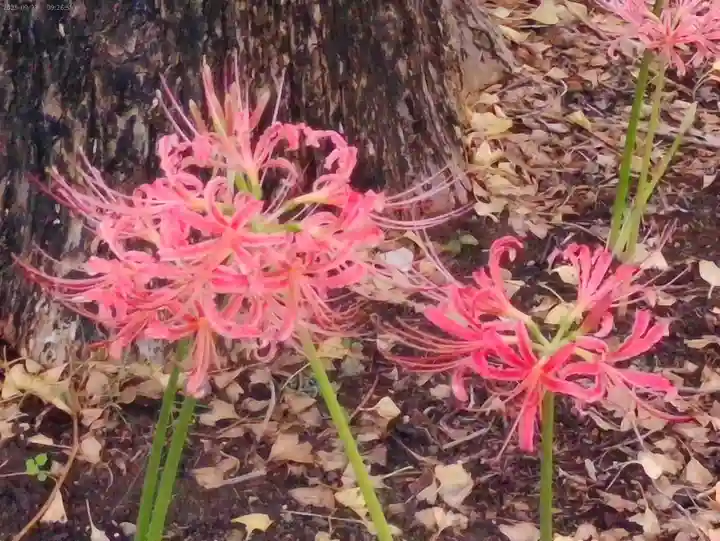 横浜 西方寺の自然