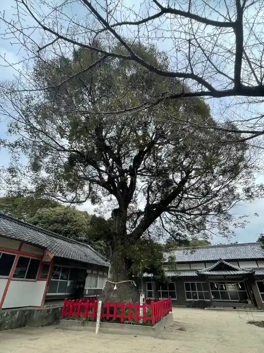 八幡奈多宮の自然