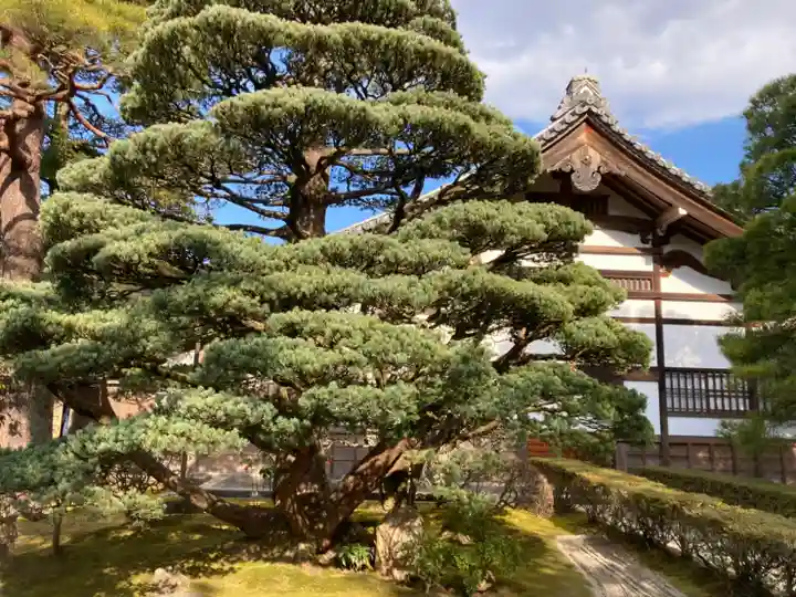 慈照寺(慈照禅寺・銀閣寺)の自然