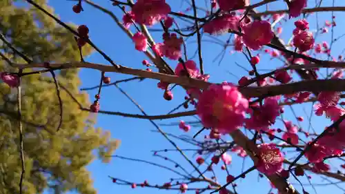 八雲神社(緑町)の自然