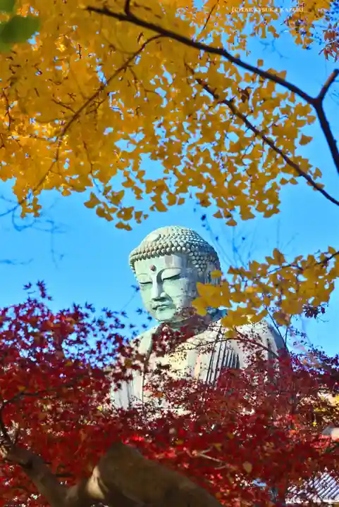 高徳院(神奈川県)