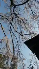 平野神社の自然