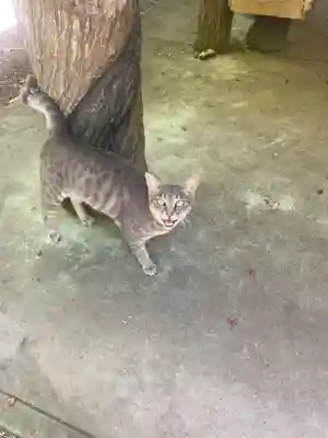 玉野御嶽神社(愛知県)
