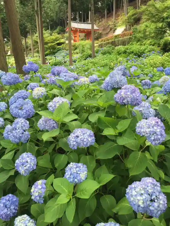 三室戸寺の周辺
