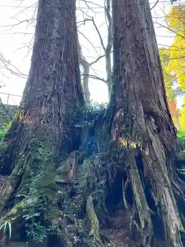 最乗寺（道了尊）の自然