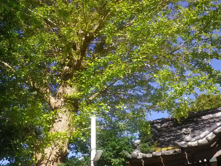 五所神社の自然