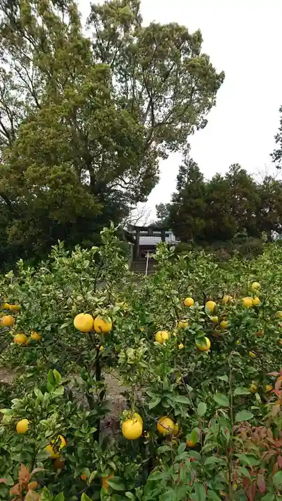 河内阿蘇神社の自然