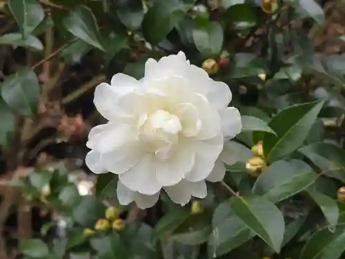 稗田野神社(薭田野神社)(京都府)
