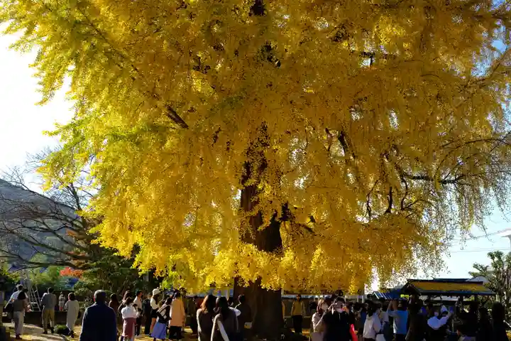丹生酒殿神社の自然