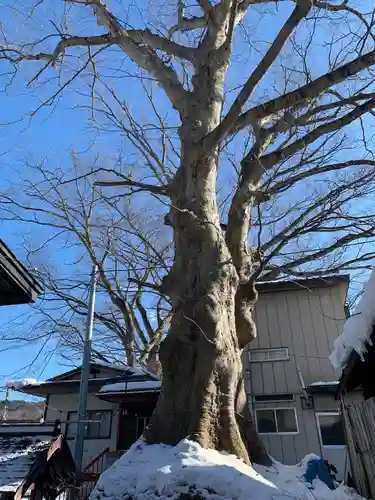 八坂神社の自然