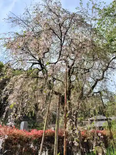 清雲寺(埼玉県)