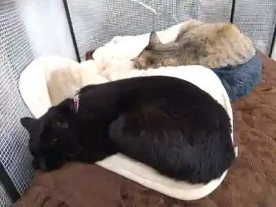 御誕生寺（猫寺）(福井県)