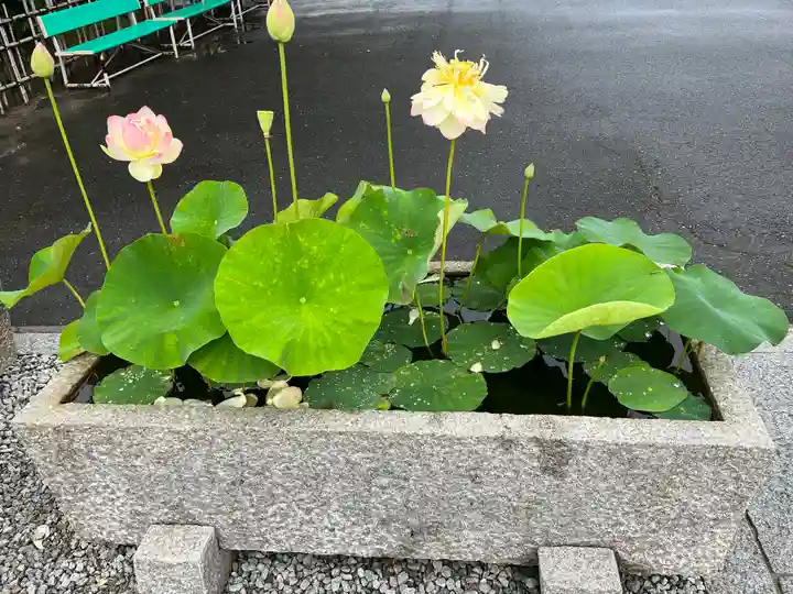 善光寺東海別院(祖父江善光寺)の自然