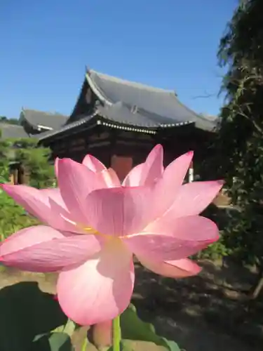 法金剛院の自然