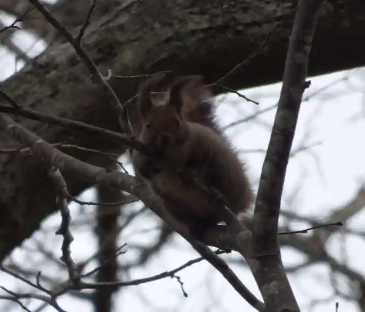 留辺蘂神社の動物