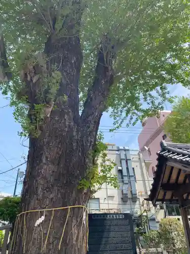 柏神社(千葉県)