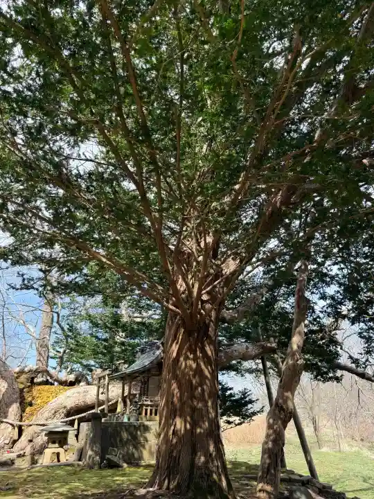 橡木山白木神社の{uncategorized: "未分類", other: "その他", undefined: "問題あり", building: "その他建物", grave: "お墓", sacred_gate: "鳥居", guardian: "狛犬", statue: "像", buddha: "仏像", history: "歴史", nature: "自然", garden: "庭園", animal: "動物", pagoda: "塔", temizu: "手水舎", mountain_gate: "山門・神門", sanctuary: "本殿・本堂", subordinate: "末社・摂社", art: "芸術", scenery: "景色", jizo: "地蔵", ema: "絵馬", goshuin: "御朱印", omikuji: "おみくじ", items: "授与品その他", amulet: "お守り", goshuincho: "御朱印帳", eats: "食事", festival: "お祭り", votive_dance: "神楽", shichigosan: "七五三参", wedding: "結婚式", experience: "体験その他", initially: "初詣", around: "周辺", anti_infection: "感染症対策"}