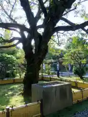 輪王寺両大師堂(寛永寺輪王殿)の自然