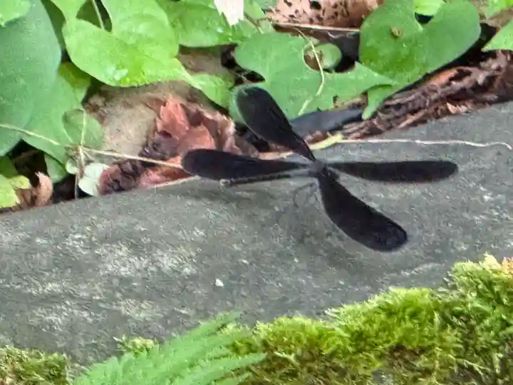 上杉神社(山形県)