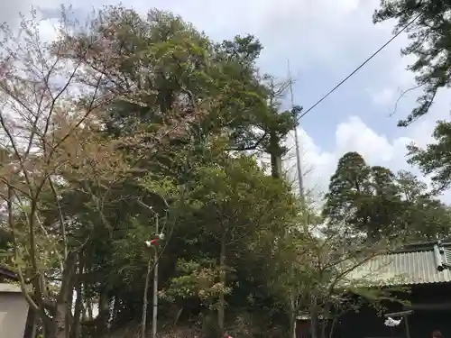 玉前神社の自然