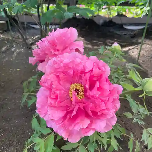 上野東照宮(東京都)