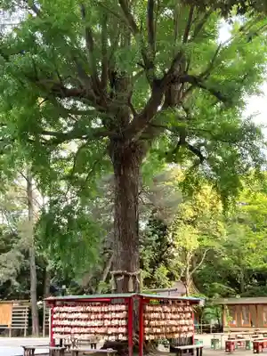 平塚八幡宮(神奈川県)